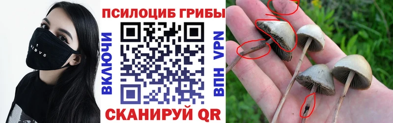 Псилоцибиновые грибы Cubensis  Купить закладки  Рославль 